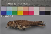 藏品(小環頸鴴)的圖片